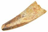 Fossil Spinosaurus Tooth - Feeding Worn Tip #363059-1